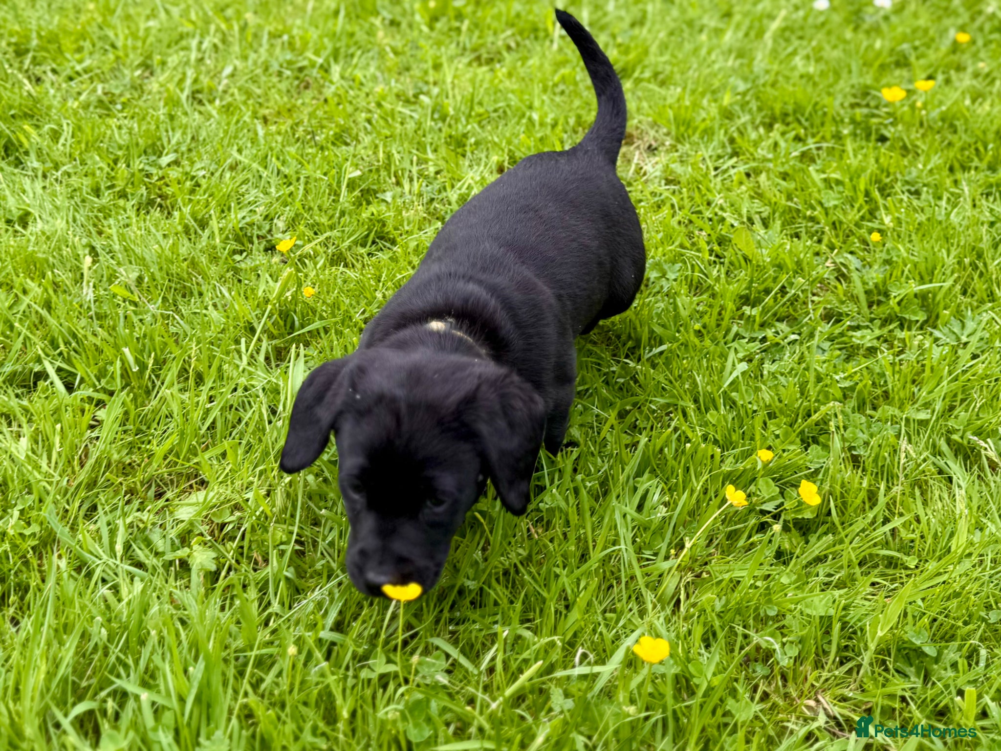 Labrador Retriever dogs for sale: Super RKC black lab girls!  - Advert 8