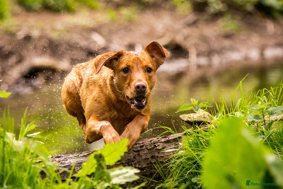 Labrador Retriever dogs for sale: Working Lab Pups for sale - Advert 3