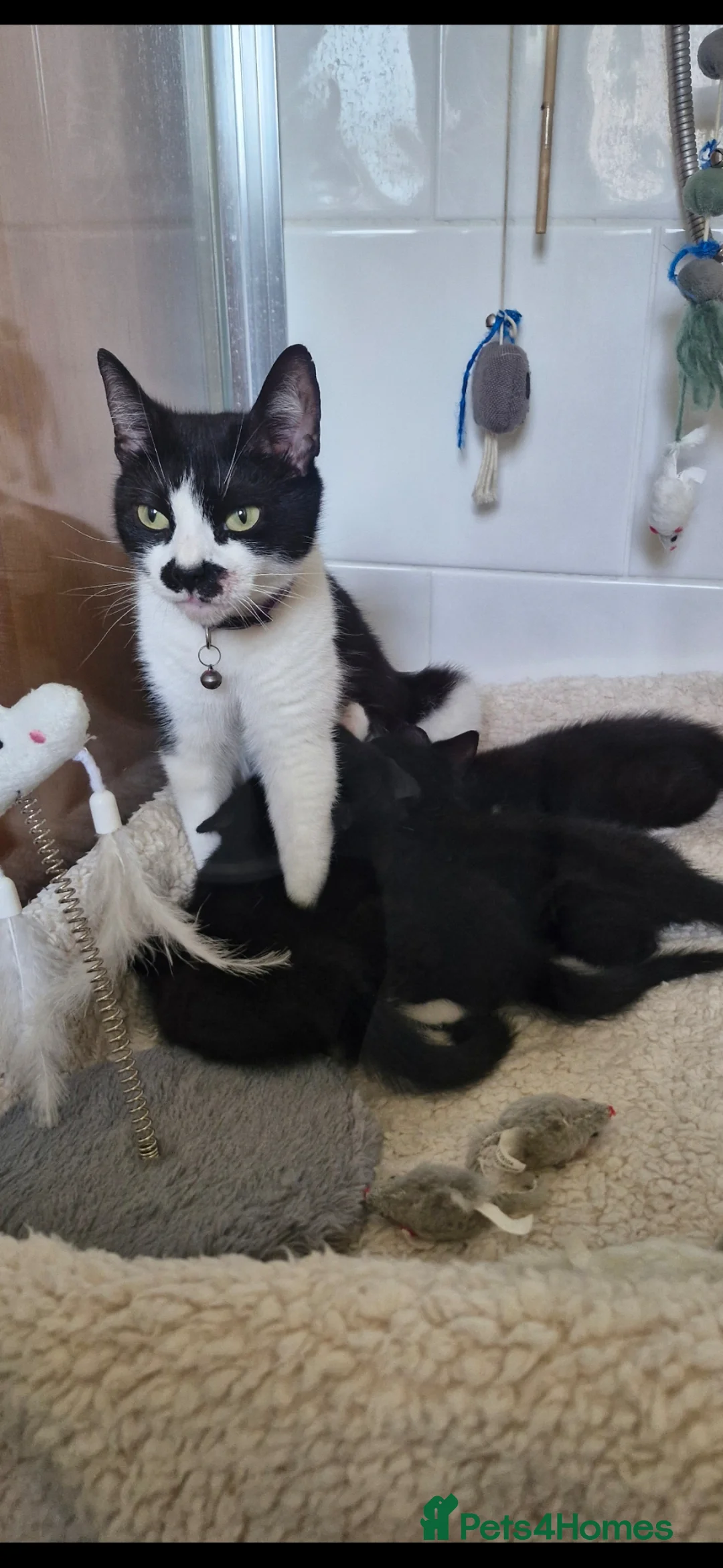 Mixed Breed cats for sale: very sweet female kitten - Advert 4