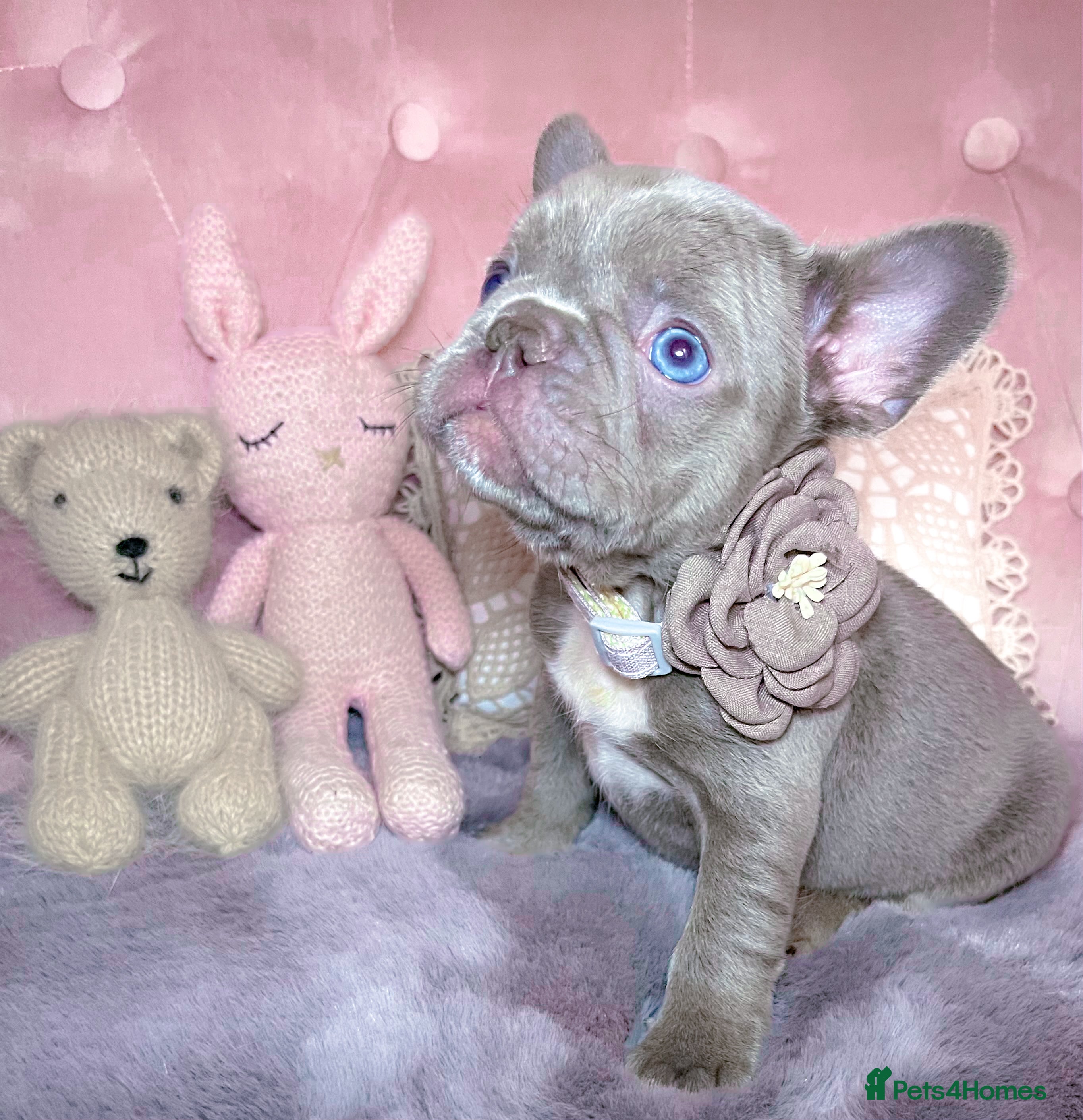 French Bulldog dogs 🌸READY TO GO Blue,New Shade🌸 - Advert 1