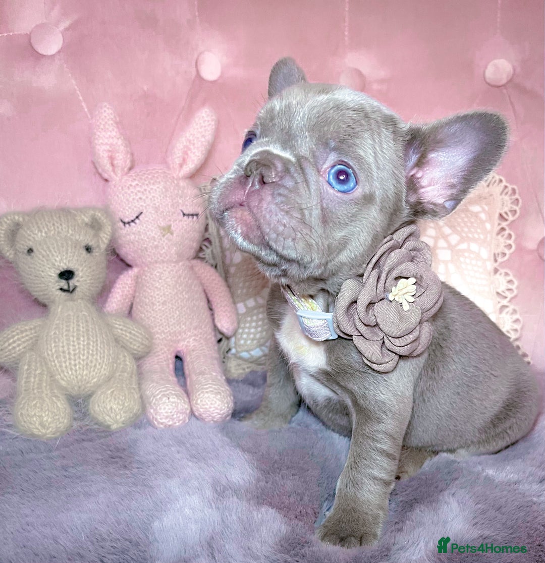 French Bulldog dogs for sale: 🌸Isabella,Rojo,Lilac,Blue,Chocolate🌸 - Advert 2
