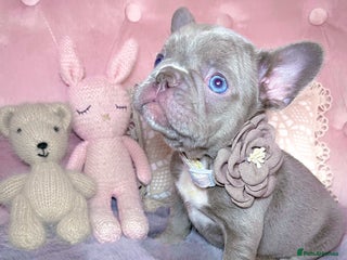French Bulldog dogs 🌸Isabella,Rojo,Lilac,Blue,Chocolate🌸 - Advert 10