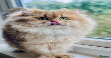 British Shorthair cats - Advert 11