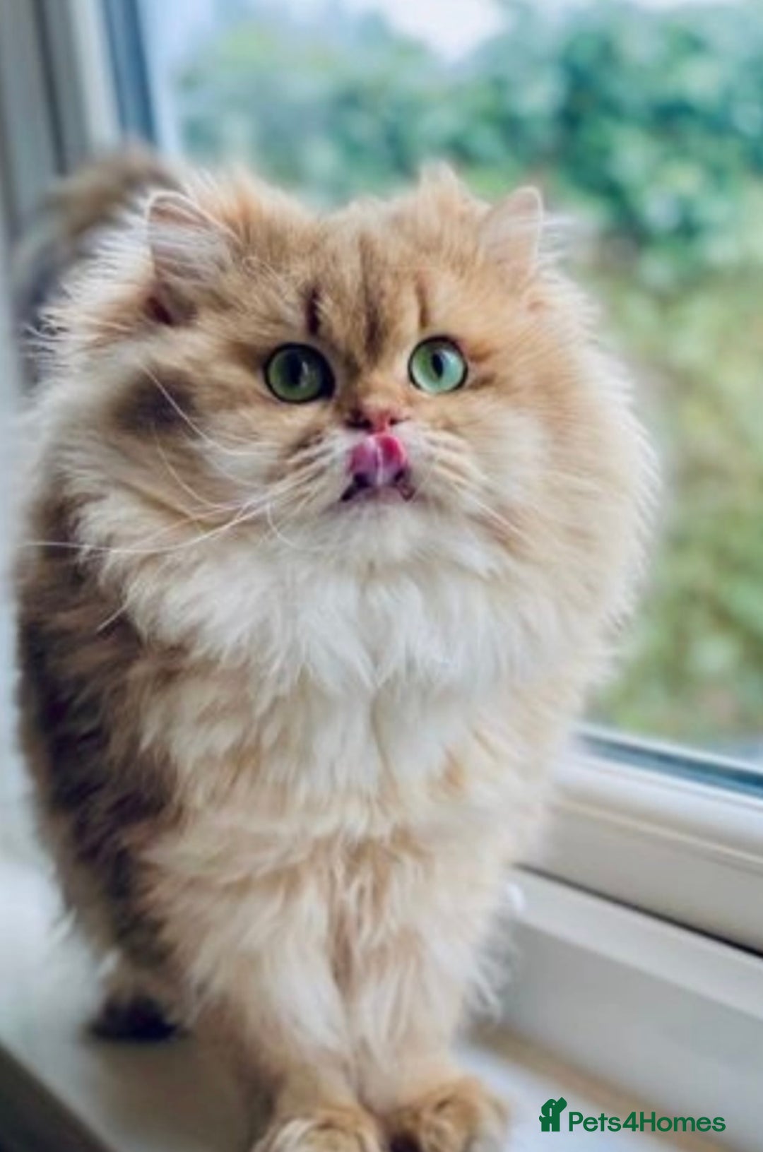 British Shorthair cats for sale: ❤️ Rare Persian Fold/Straight ❤️ - Image 3