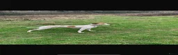 Saluki dogs for sale: Saluki greyhound puppies- Boys in Dover - Advert 1