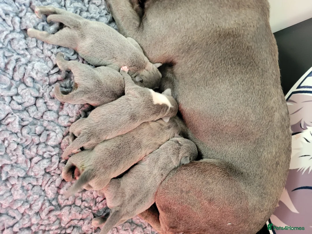 Staffordshire Bull Terrier dogs for sale: Kc registered blue staffys - Advert 1