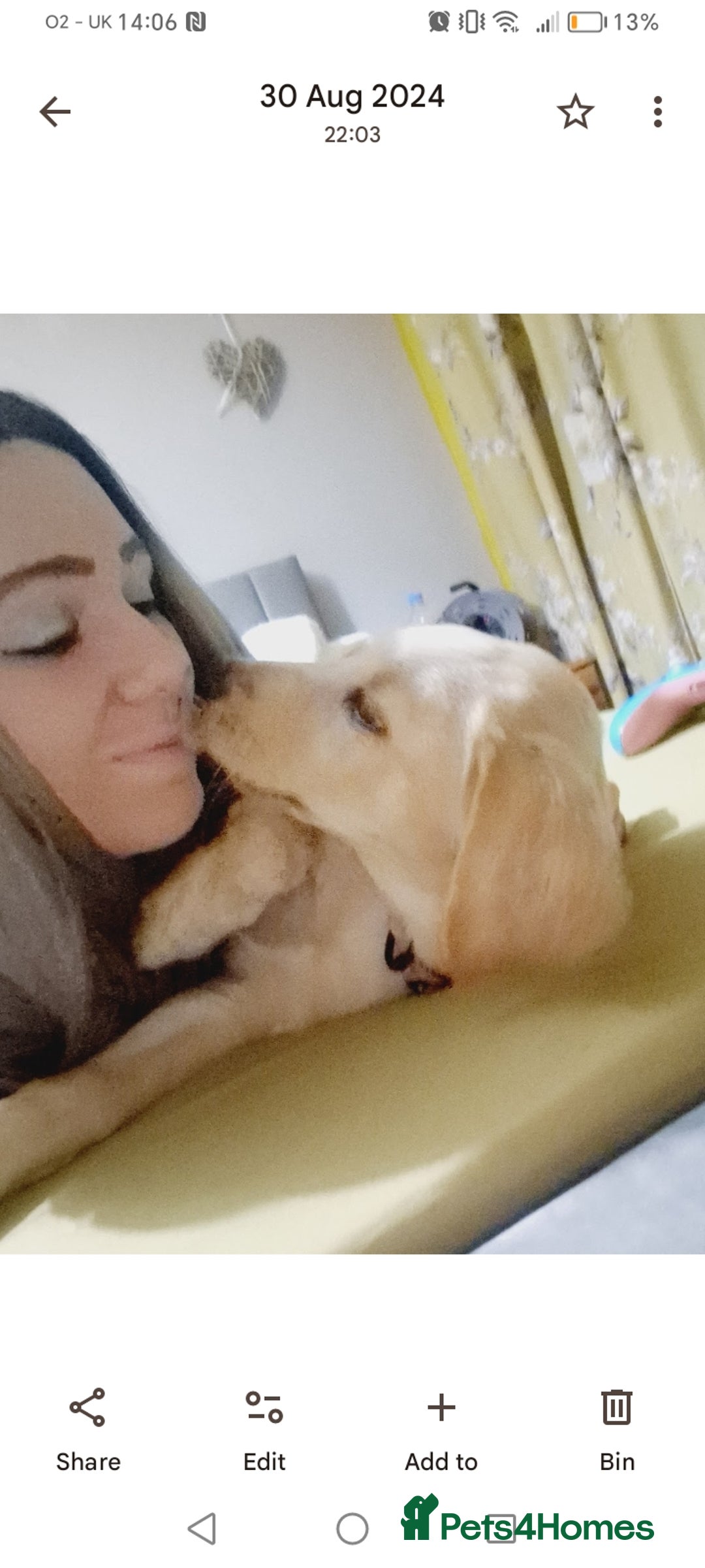 Labrador Retriever dogs for sale: Dottie needs a loving home  - Image 5