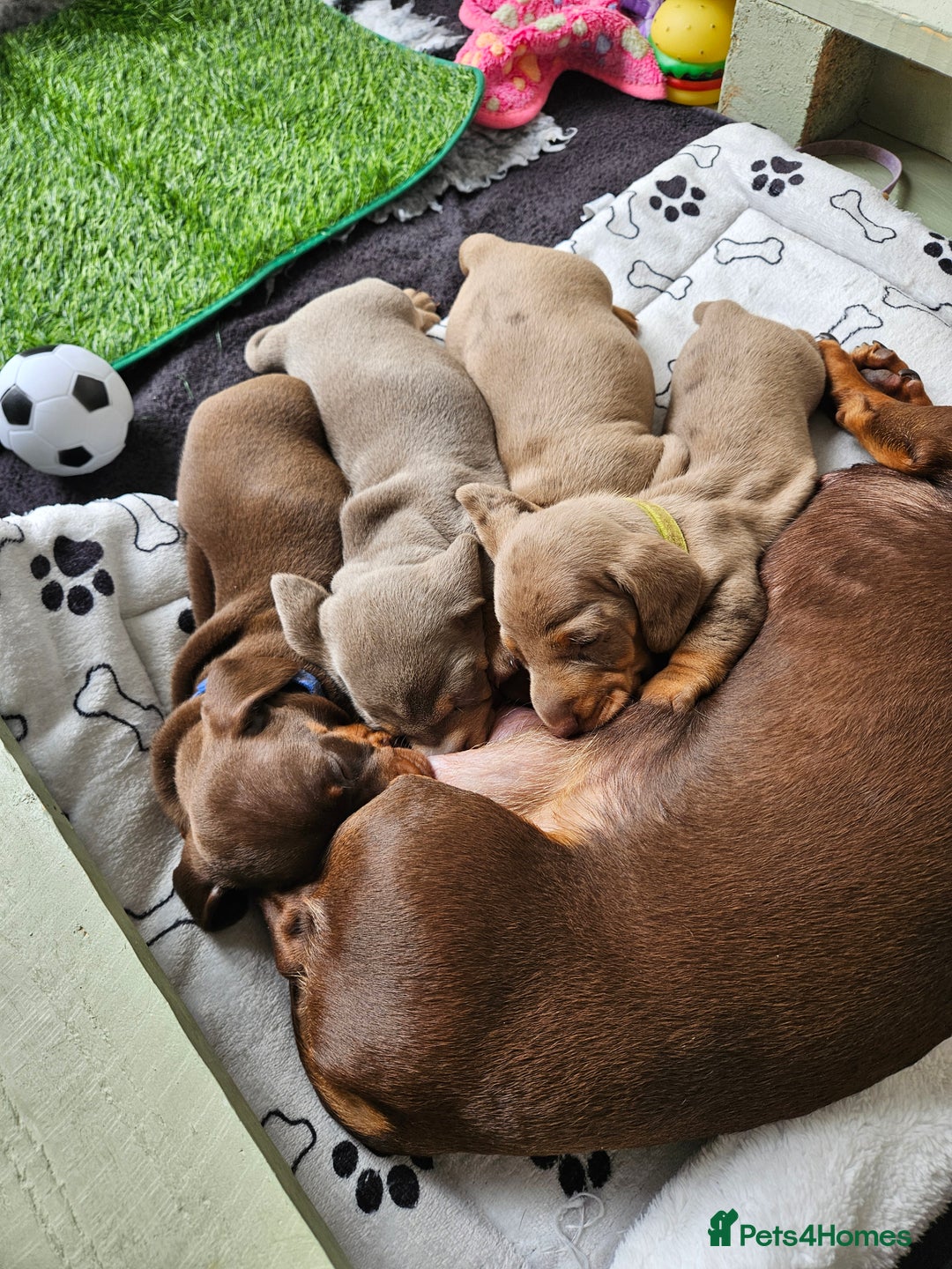 Miniature Dachshund dogs for stud: Miniature Daschund KC Registered PRA clear STUD  - Advert 14