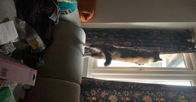 Ragdoll cats in Bournemouth - Advert 12