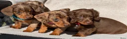 Miniature Dachshund dogs for sale: Miniature dachshund puppies  in Carmarthen - Advert 9