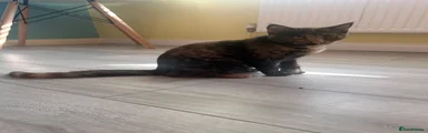 Mixed Breed 2
