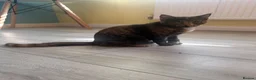 Mixed Breed cats for sale: 6 month kittens for sale - Advert 6