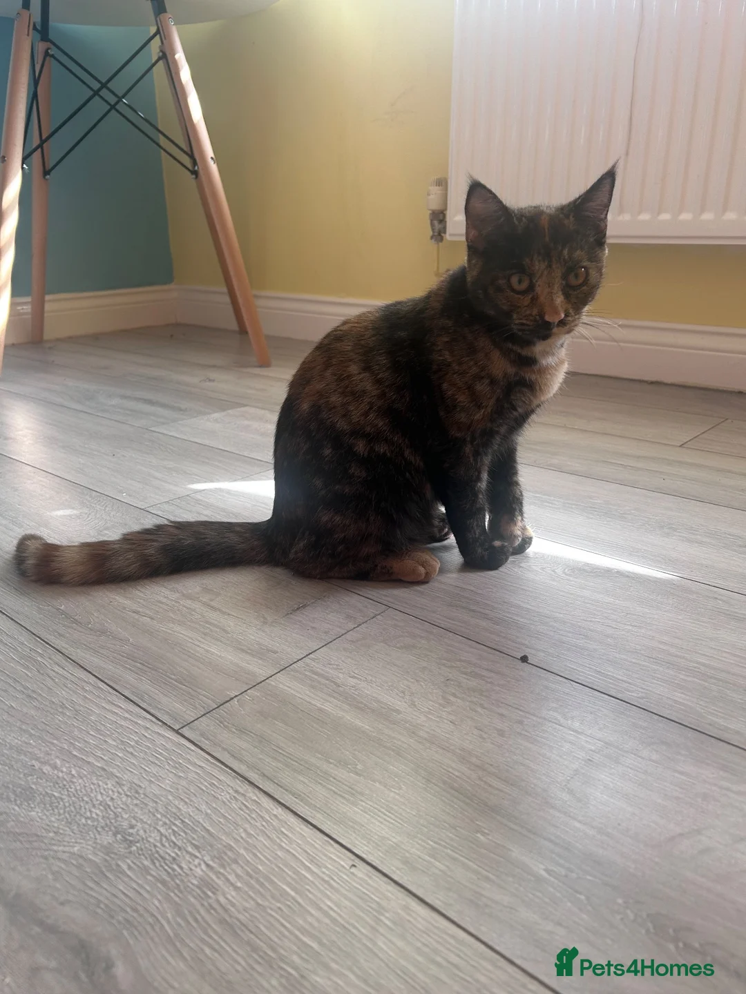Mixed Breed cats for sale: 6 month kittens for sale - Advert 6