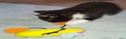 Domestic Shorthair cats for sale: 5 Beautiful, Playful Kittens - Advert 20