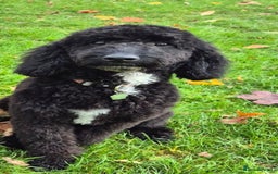 Cockapoo dogs for sale: Cockapoo black boy - Image 1