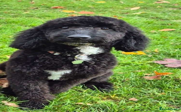 Cockapoo dogs - Advert 5