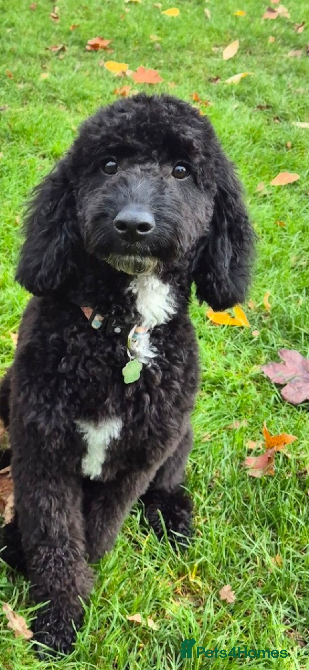 Cockapoo dogs for sale: Cockapoo black boy - Image 1