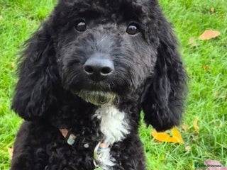 Cockapoo dogs - Advert 7