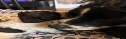 Cocker Spaniel dogs for sale: Blue Roan and Liver Roan Cocker Spaniels for Sale  - Advert 15