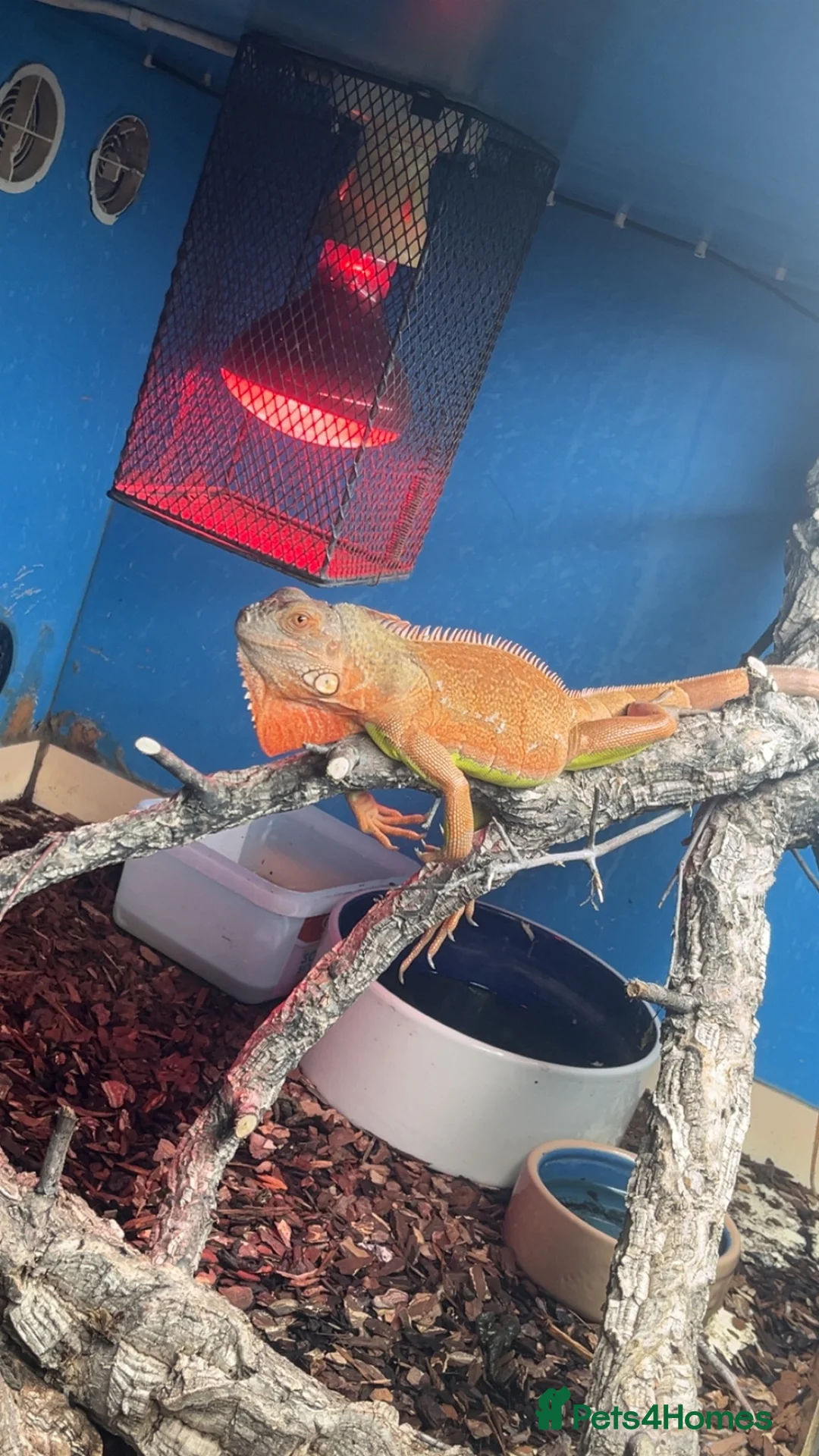 Iguana reptiles for sale: Orange zero iguana  - Advert 2