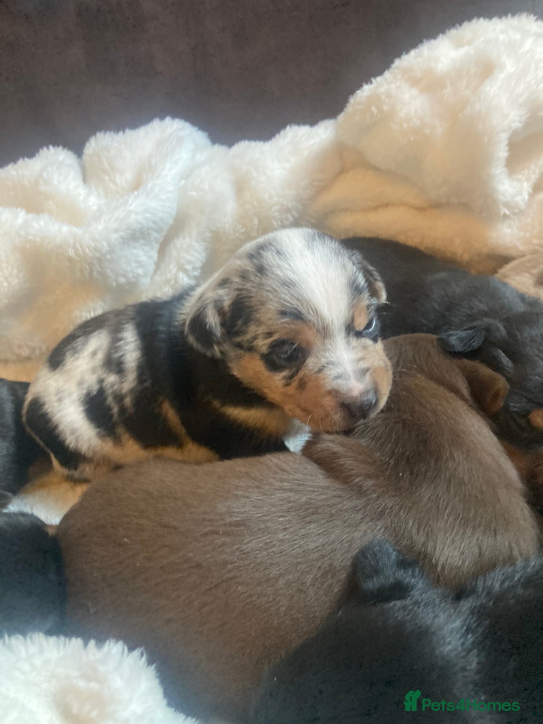 Jack Russell dogs for sale: Miniature Jack Russells  - Image 9
