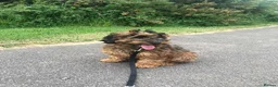 Cockapoo dogs for sale: F1B Cockapoos 🐶  - Advert 5