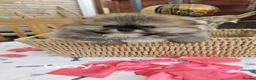 Pomeranian dogs for sale: Adorable Pomeranian Puppies for Sale  in Tamworth - Advert 37