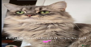 Persian cats - Advert 14