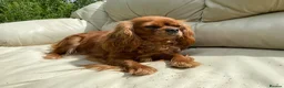 Cavalier King Charles Spaniel dogs for sale: Ruby Cavalier King Charles Spaniels  - Advert 8