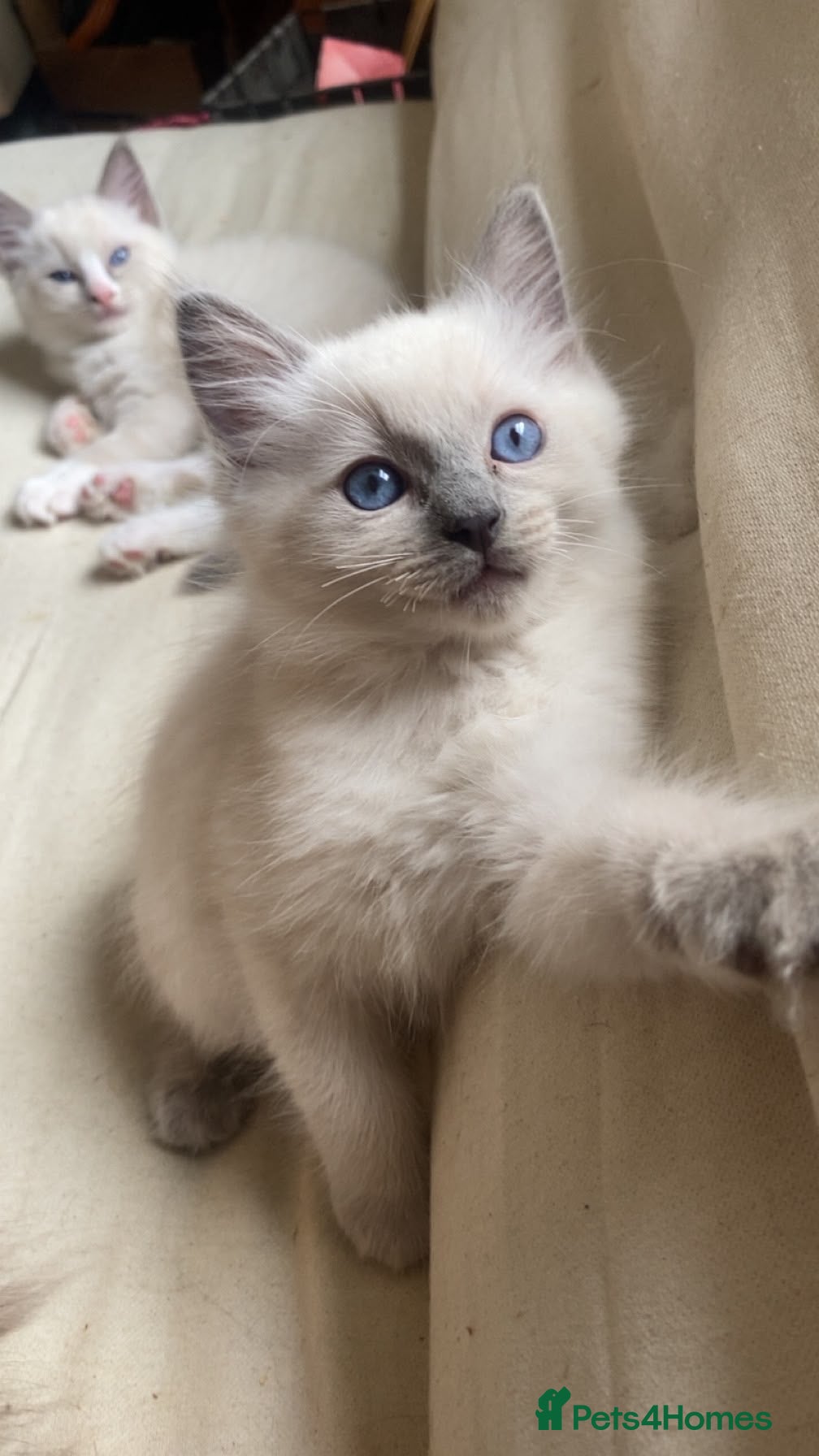 Ragdoll cats Gorgeous Blue bicolour Ragdoll boy ready now! - Advert 2