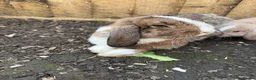Mini Lop rabbits for sale: Mini Lop babies - Advert 7