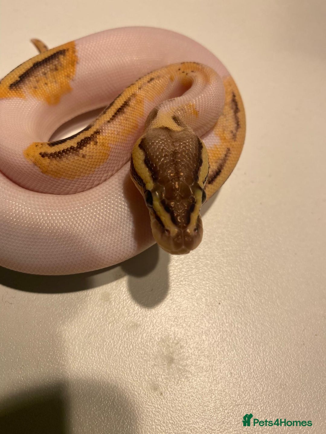 Python Snake reptiles for sale: Cb25 female superfly gene X pied - Advert 3