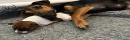 Jack Russell dogs for sale: Delightful Miniature Jack Russell Pups - Advert 14