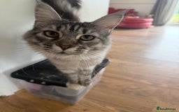 Maine Coon cats for sale: Two Maine Coon Kittens - Image 4