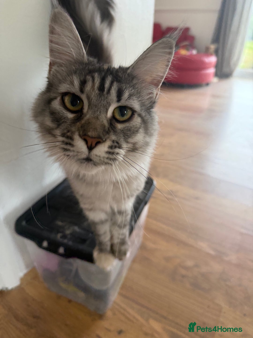 Maine Coon cats for sale: Two Maine Coon Kittens - Image 4