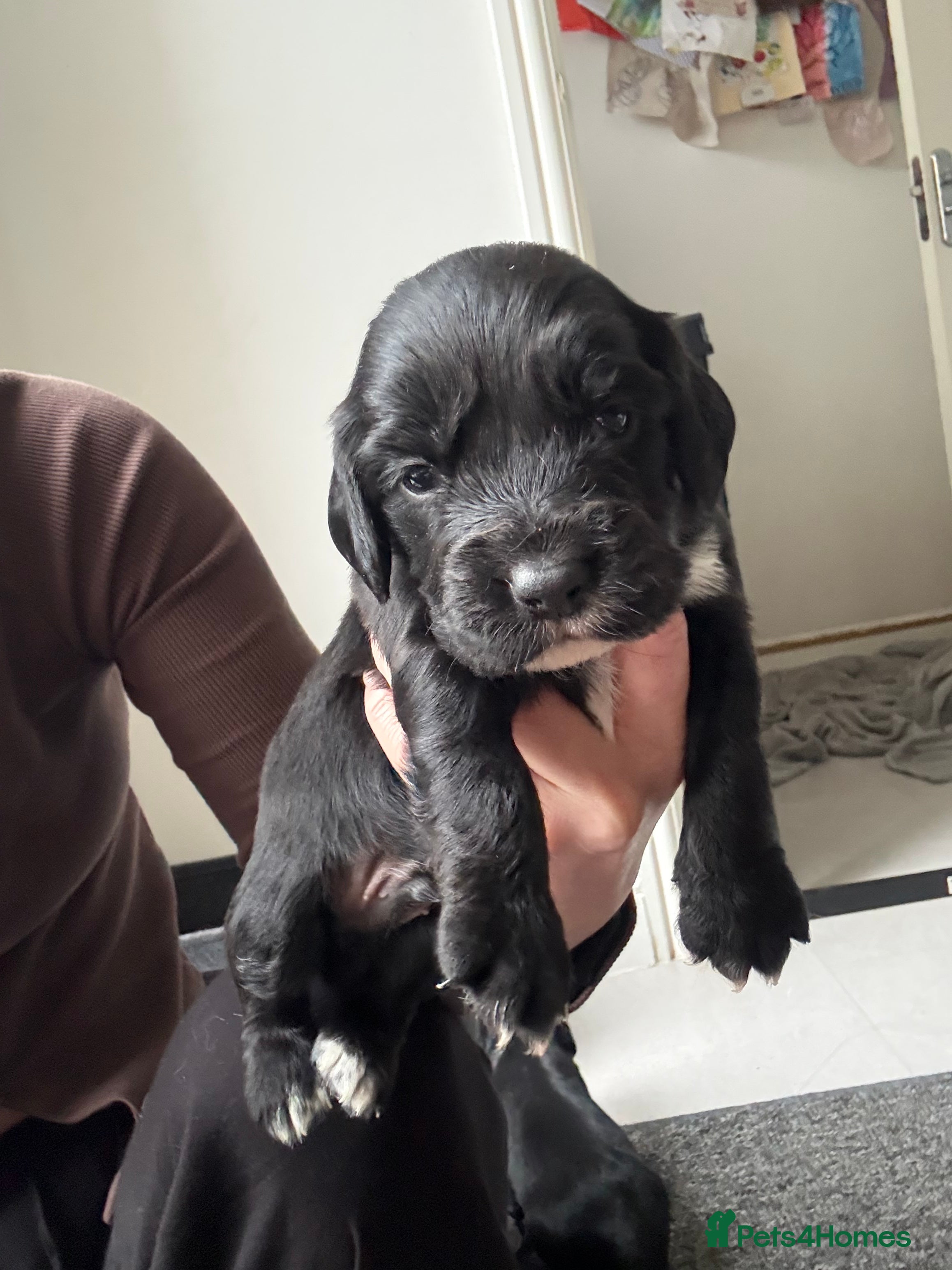 Sprocker dogs Stunning Sprocker pups 🐶💕 - Advert 2