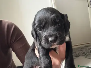 Sprocker dogs Stunning Sprocker pups 🐶💕 - Advert 2