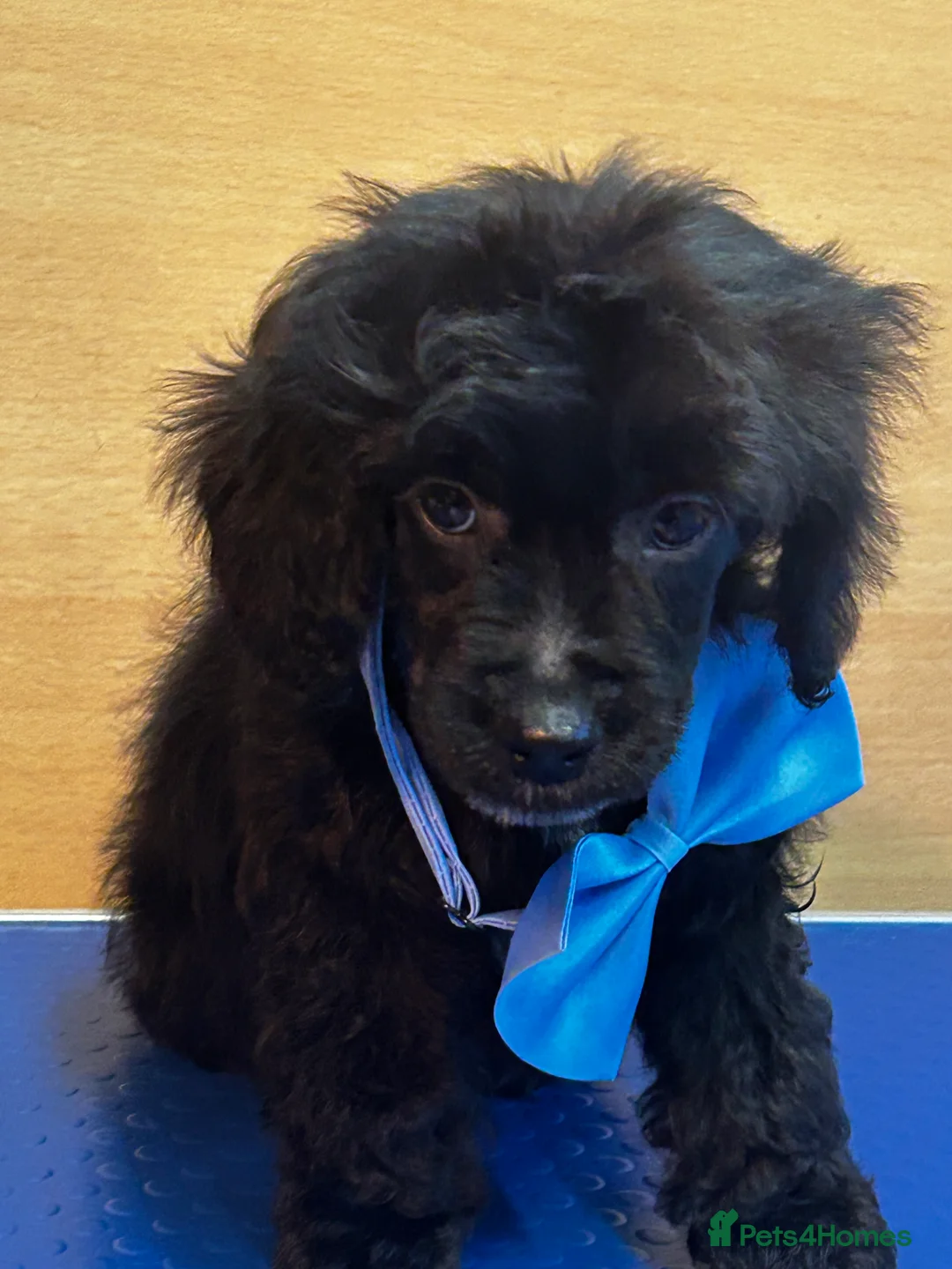 Cockapoo dogs for sale:  Northampton Cockapoos. Adorable F1 puppies - Advert 39