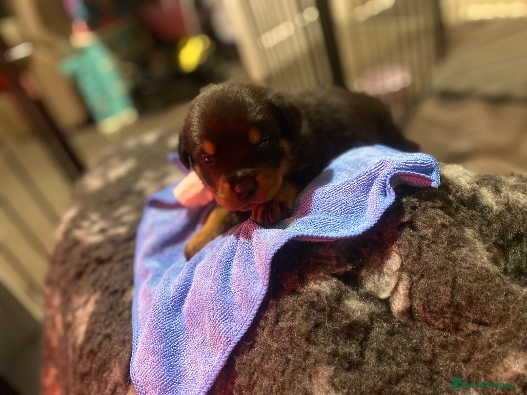 Rottweiler dogs for sale: Hulk and Ruby Rottweiler puppies  - Advert 9