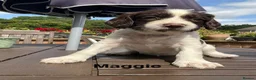 English Springer Spaniel dogs for sale: English Springer Spaniels white and liver girls in Thirsk - Advert 21