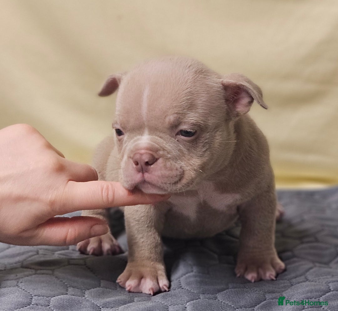 American Bully dogs for sale: Exotic Bullies - Advert 13