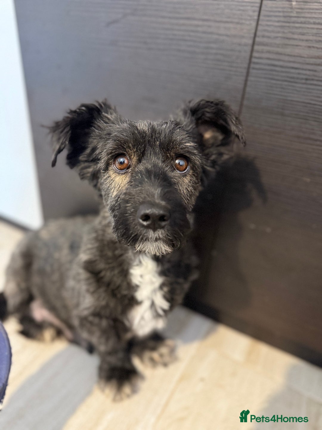 Mixed Breed dogs for adoption: Tucker is looking for a home with another dog  - Image 5