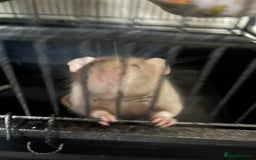 Rat rodents for sale: 2 male rats + cage and accessories  - Image 6