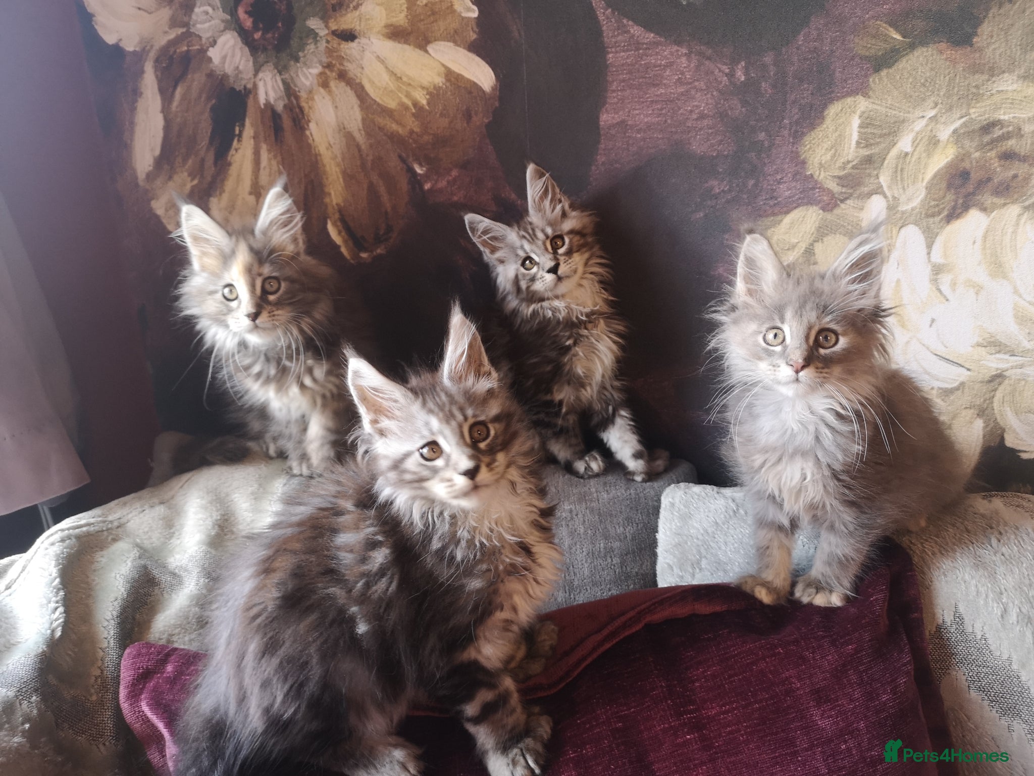 Maine Coon cats TICA/ POLY/ HEALTH CHECKED Maine Coons - Advert 5