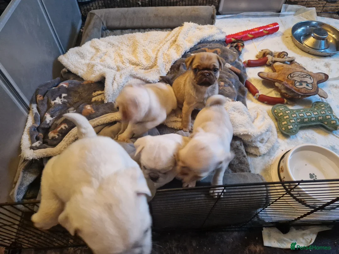 Pug dogs for sale: 5 Pug Puppies for sale - Advert 4