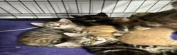 Mixed Breed cats for sale: American shorthair x bsh kittens please red descrp in Belvedere - Advert 9