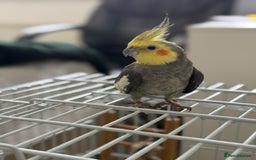 Parrots birds for sale: Semi Tame Lovely Cockatiel - Image 8