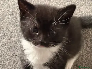 Mixed Breed cats X4 beautiful kittens looking for forever home. - Advert 6