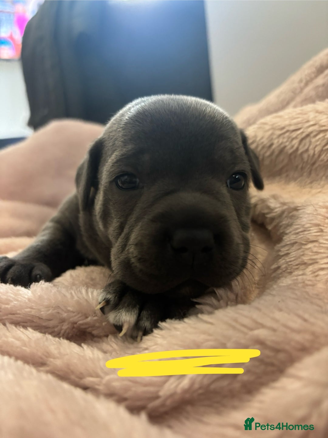 Staffordshire Bull Terrier dogs for sale: KC Registered Blue Staffordshire bull terrier - Image 30