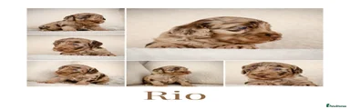  1 Rio